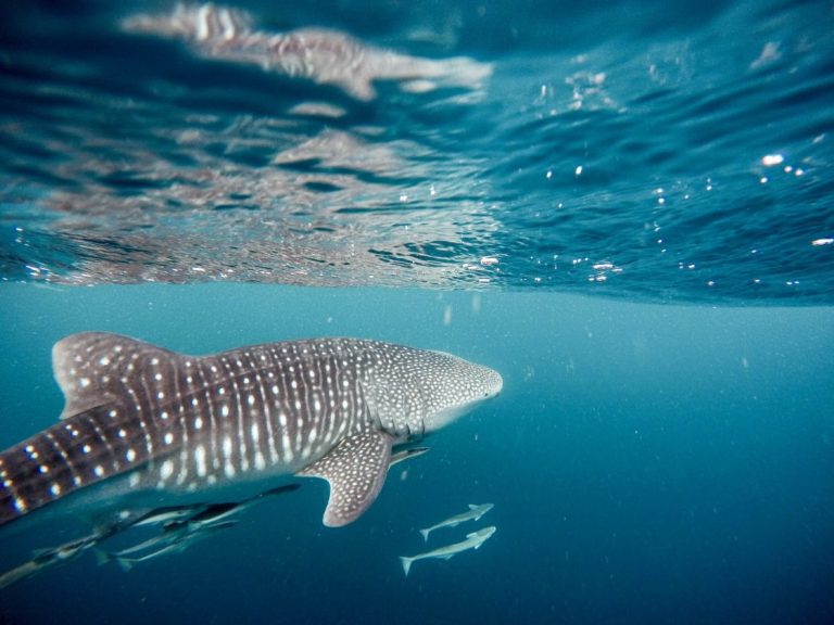 whale sharks