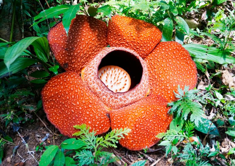 Rafflesia Flower 