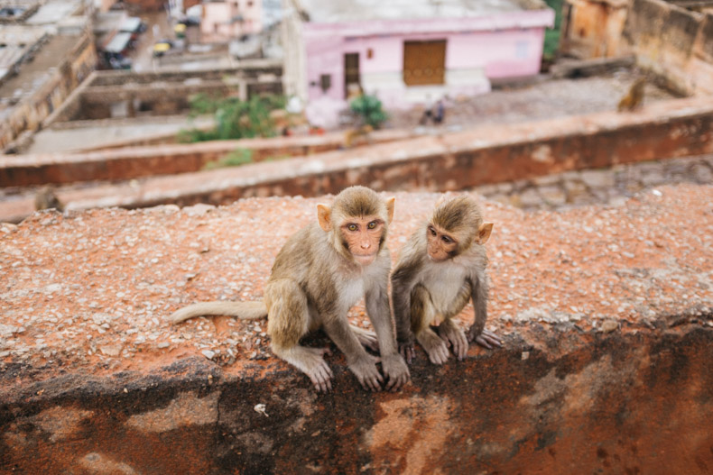 Monkeys in Jaipur