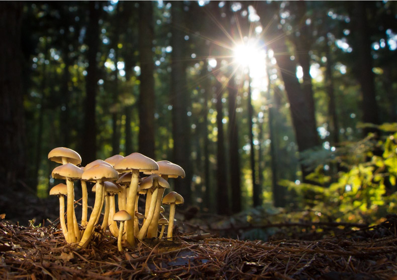 Mushrooms Isle of man facts