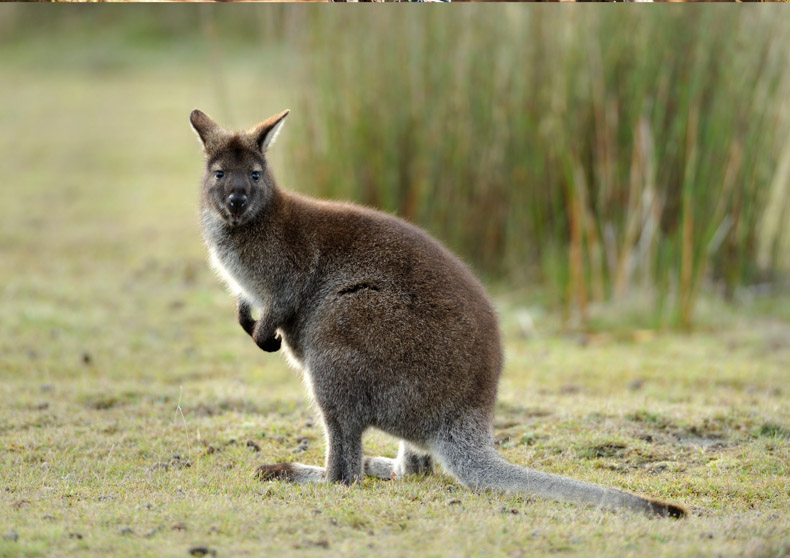 Wild Wallabies Isle of man
